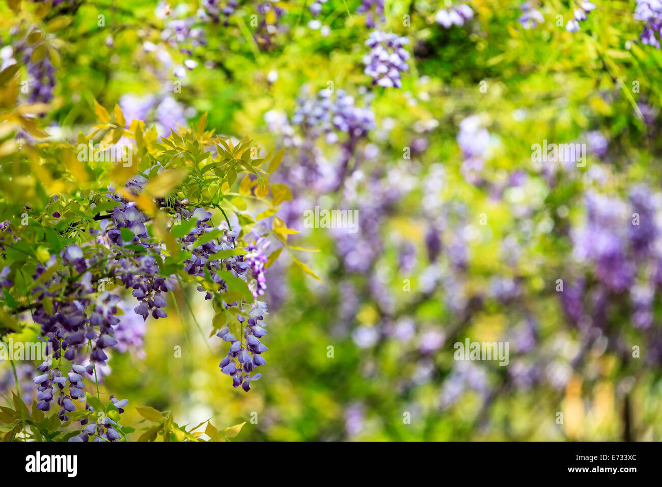 wisteria trellis. great views of Taiwan for adv or others purpose use Stock Photo