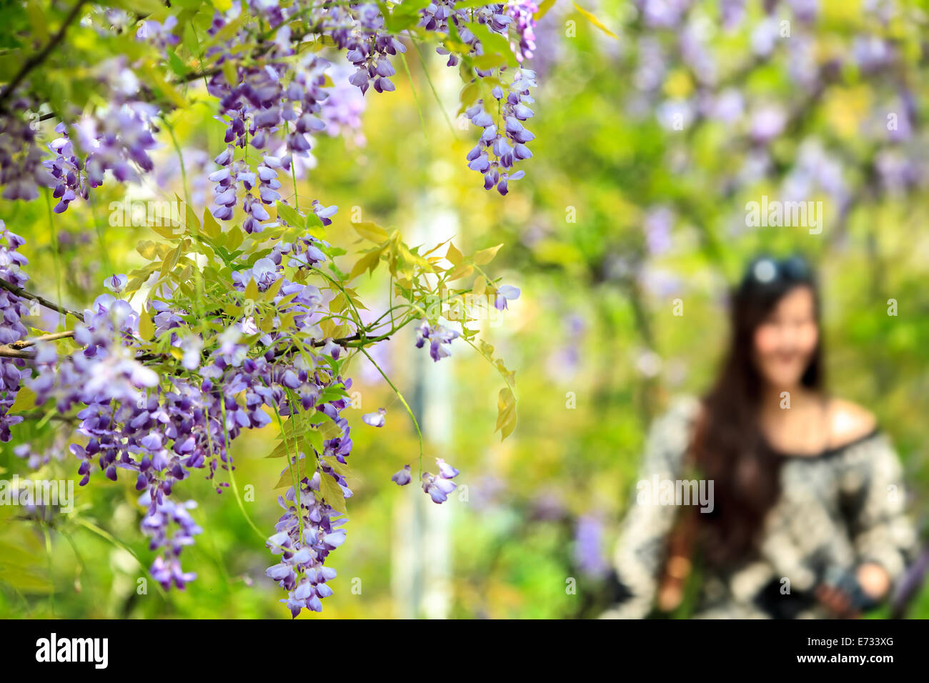 wisteria trellis. great views of Taiwan for adv or others purpose use Stock Photo