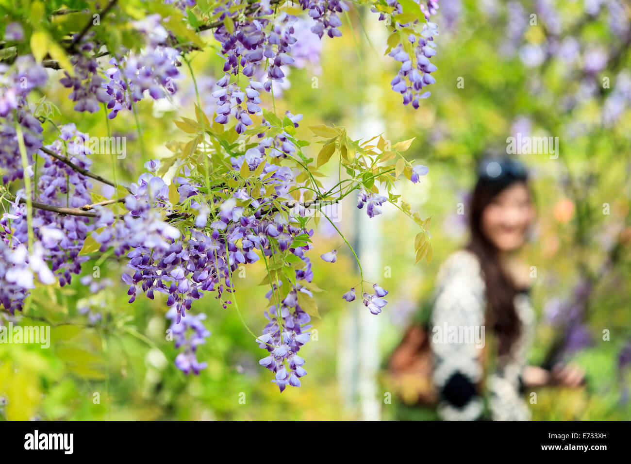 wisteria trellis. great views of Taiwan for adv or others purpose use Stock Photo