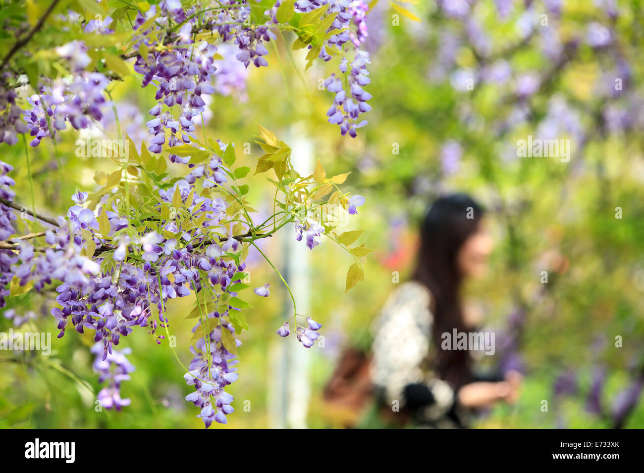 wisteria trellis. great views of Taiwan for adv or others purpose use Stock Photo
