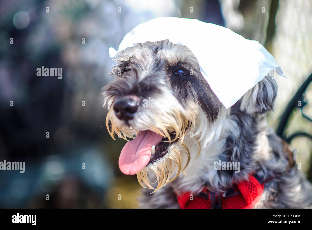 Miniature Schnauzer feel hot for adv or others purpose use Stock Photo