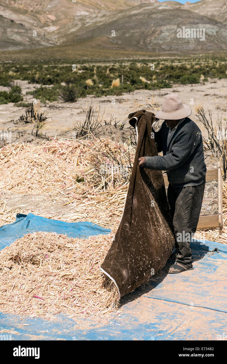 Local farmer harvesting Quinoa (Chenopodium) Potosi Bolivia, South America Stock Photo