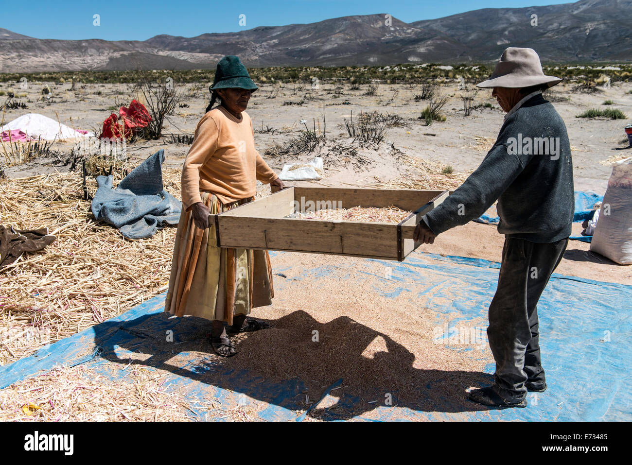 Local farmers harvesting Quinoa (Chenopodium) Potosi Bolivia, South America Stock Photo