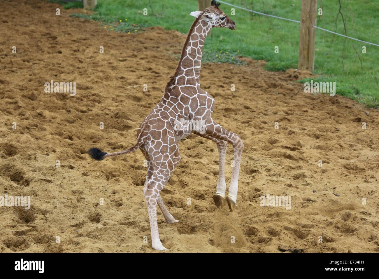 Whipsnade Zoo, Bedfordshire, UK. 05th Sep, 2014. ZSL Whipsnade Zoo celebrates arrival of new baby giraffe. The as-yet unnamed giraffe was born on 18 August to second-time mum Ijuma Credit:  Neville Styles/Alamy Live News Stock Photo