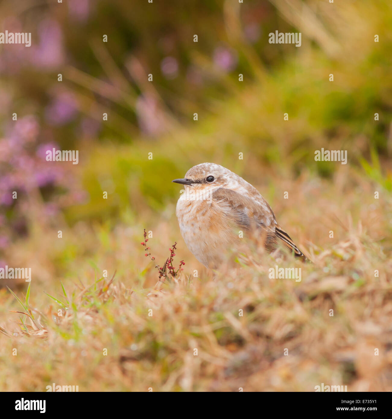 juvenile-wheatear-oenanthe-oenanthe-hi-res-stock-photography-and-images