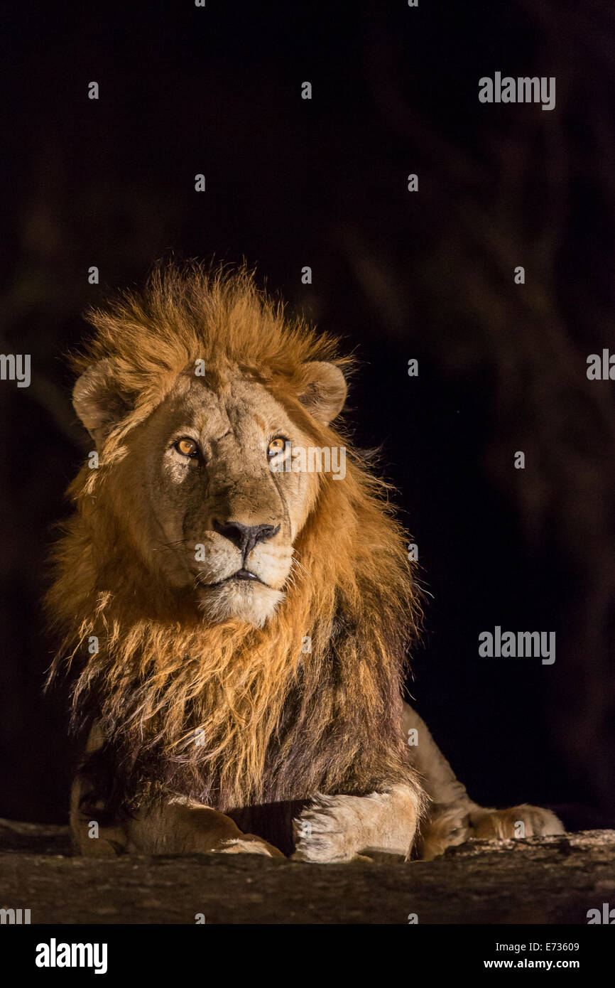 Male lion portrait hi-res stock photography and images - Alamy