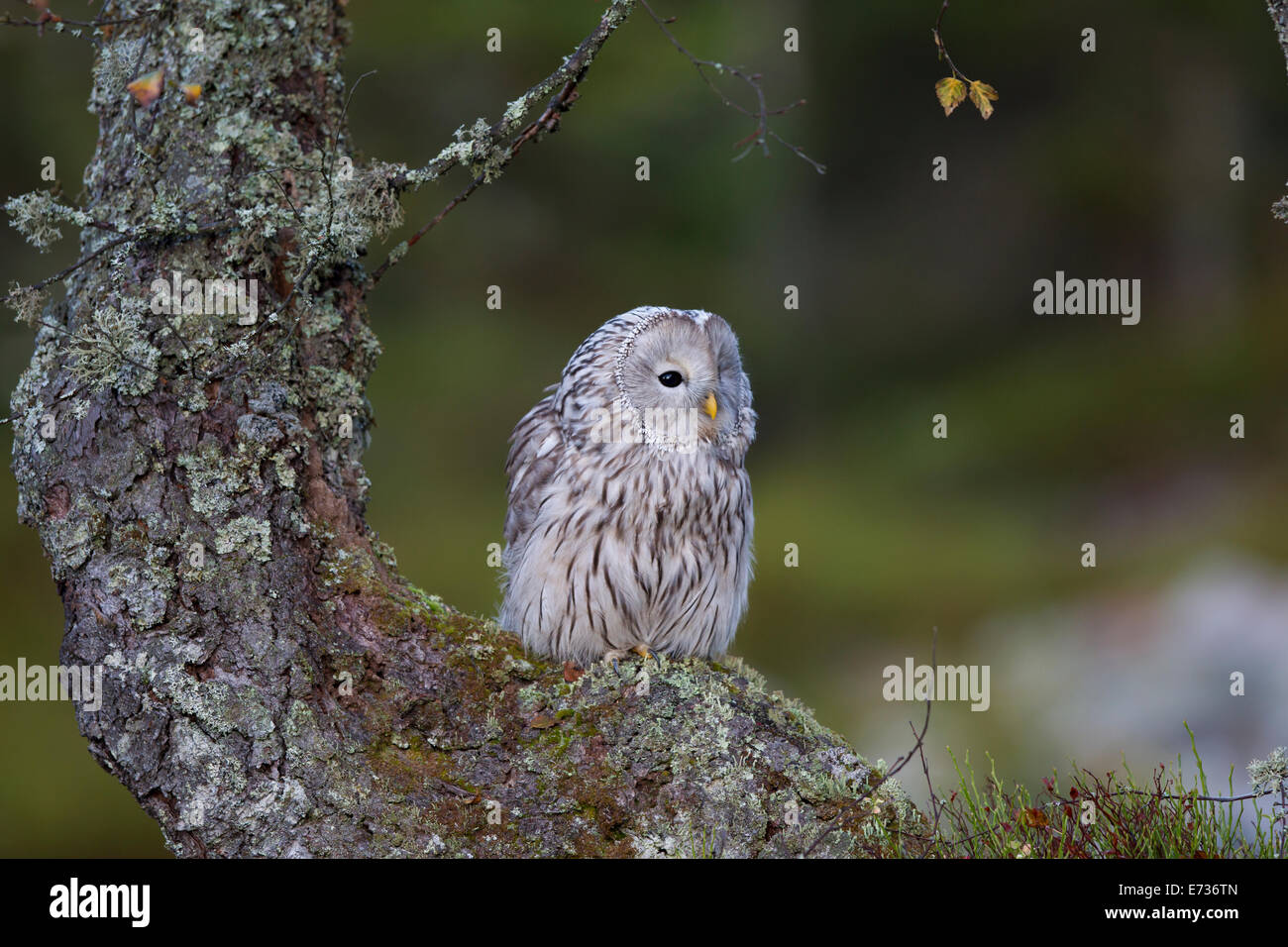 Habichtskauz Ural Owl  strix uralensis sitting Stock Photo