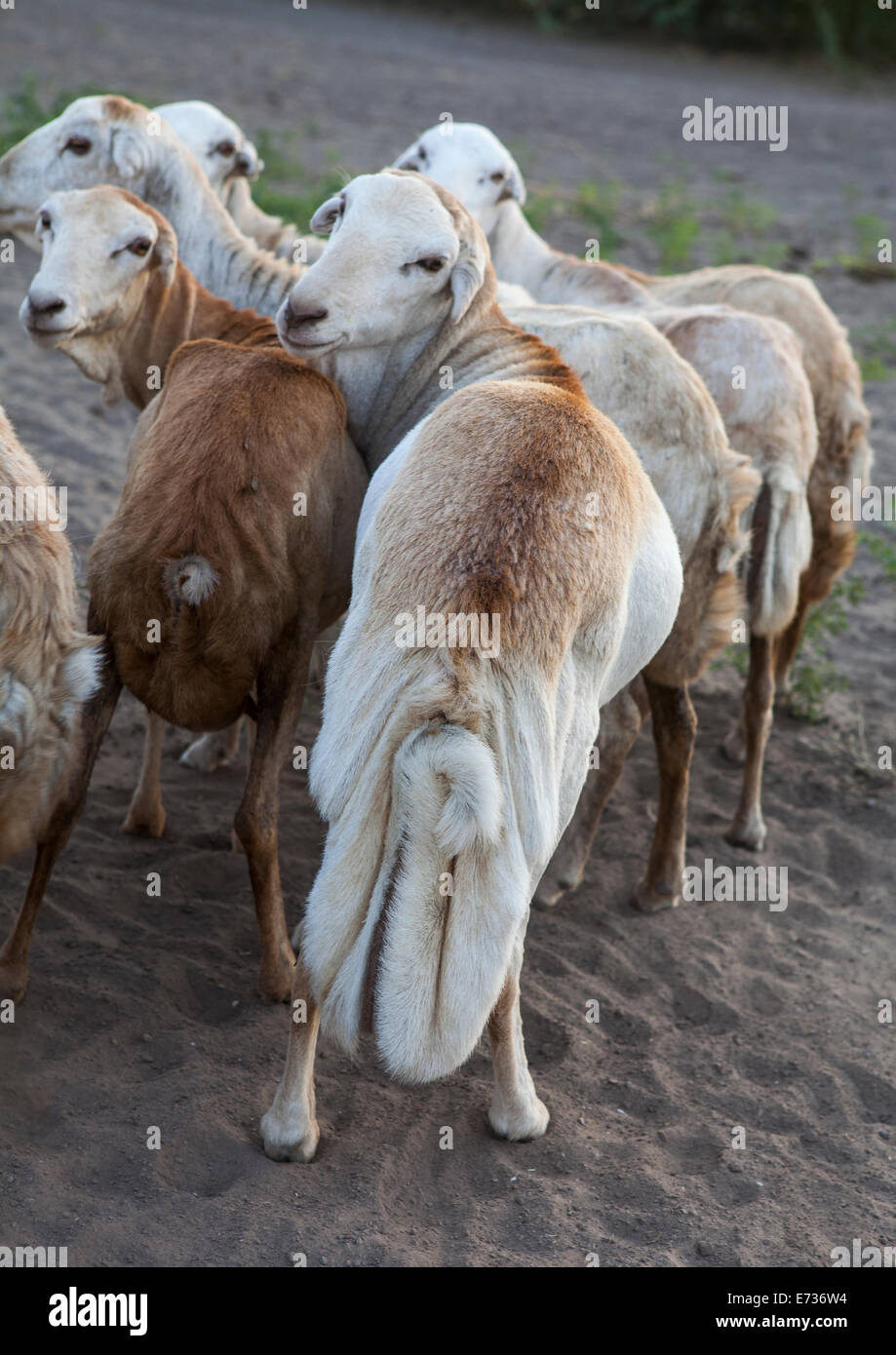 Sheep With Long Tail In Market, Assyata, Ethiopia Stock Photo Alamy