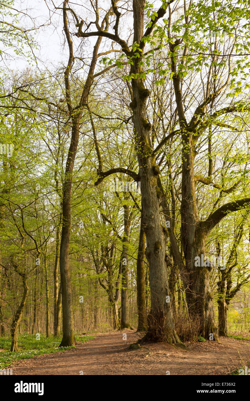 Old giant trees Tilia Linden alte Baeume spring Stock Photo