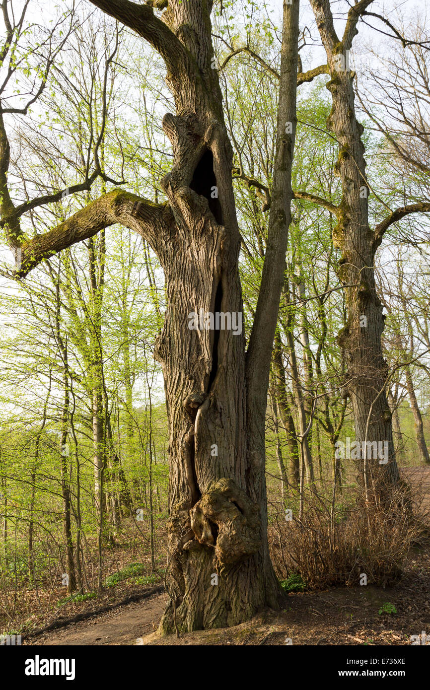 Old giant trees Tilia Linden alte Baeume spring Stock Photo