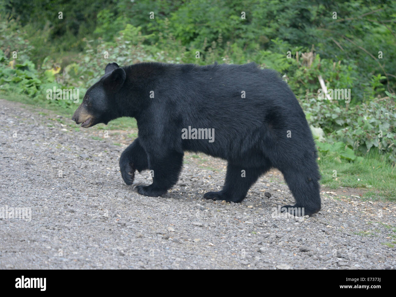 Black bear walking Woburn safari park Stock Photo