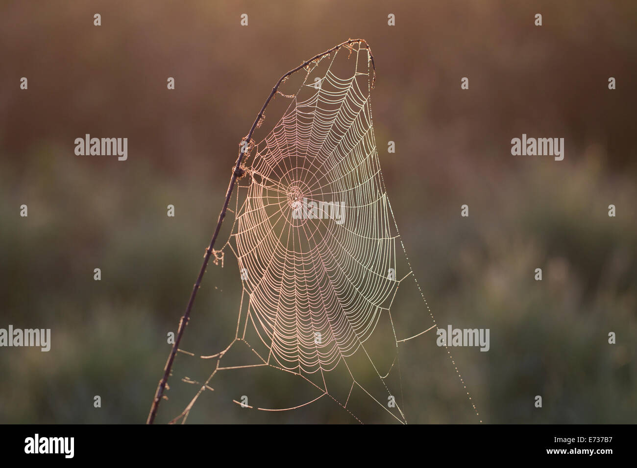 Spinnennetz im Morgentau Spider web in morning dew Stock Photo