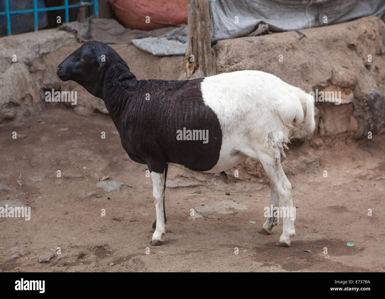 Sheep With Long Tail In Market, Assyata, Ethiopia Stock Photo Alamy