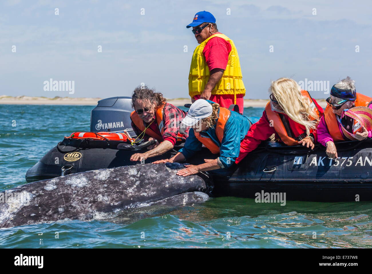 California gray whale (Eschrichtius robustus) with excited whale watchers in Magdalena Bay, Baja California Sur, Mexico Stock Photo