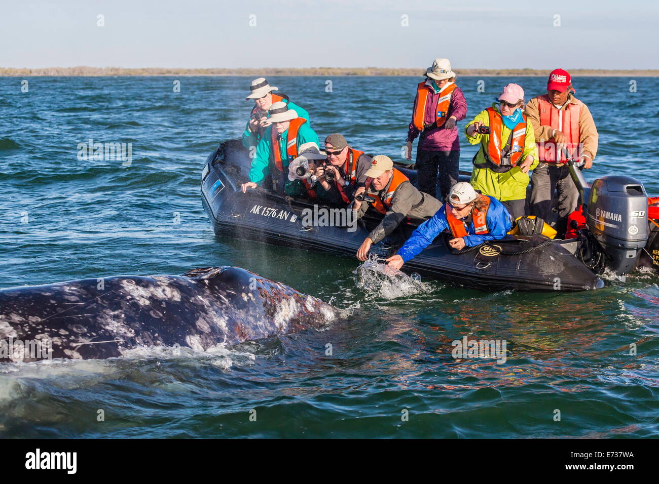 California gray whale (Eschrichtius robustus) with excited whale watchers in Magdalena Bay, Baja California Sur, Mexico Stock Photo