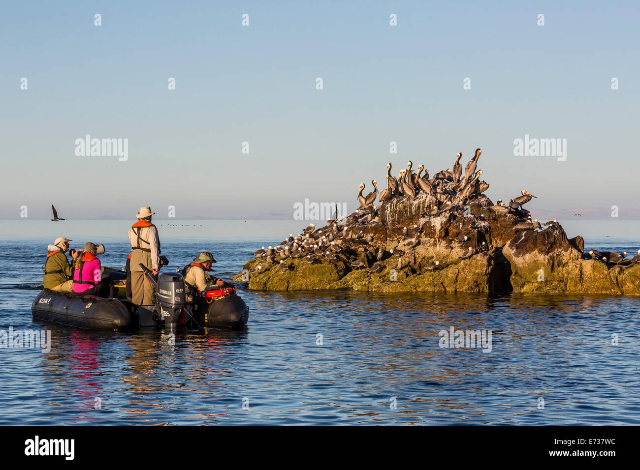 Zodiac from the Lindblad Expeditions ship National Geographic Sea Bird with guests at Isla Rasita, Baja California Norte, Mexico Stock Photo