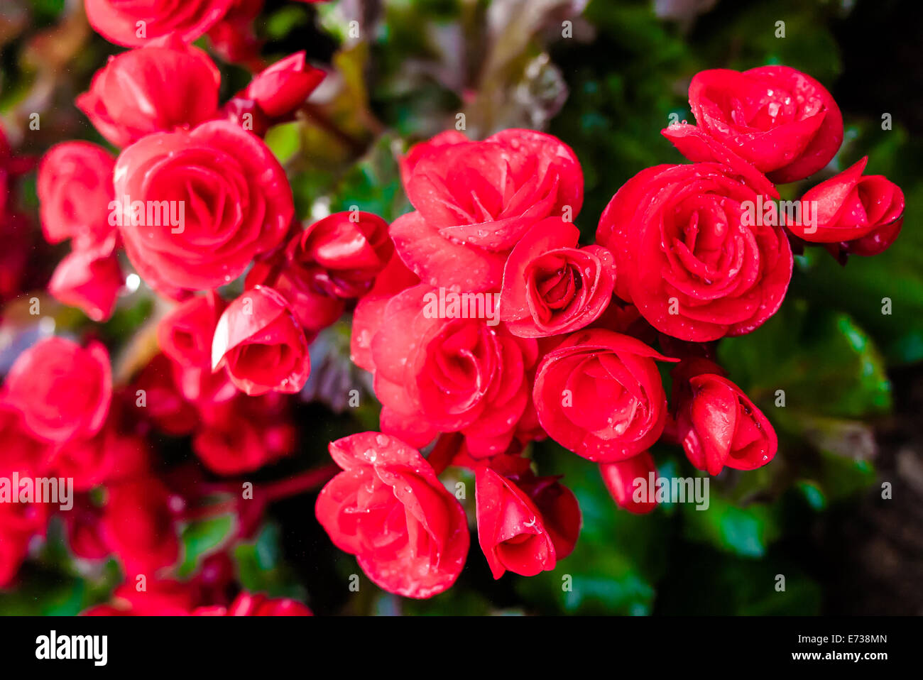 Red big begonia in garden Stock Photo - Alamy