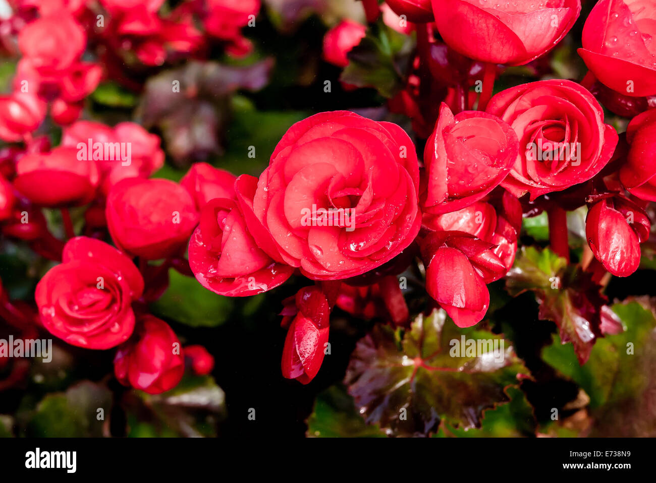 Beautiful background of flowers big begonias Stock Photo - Alamy