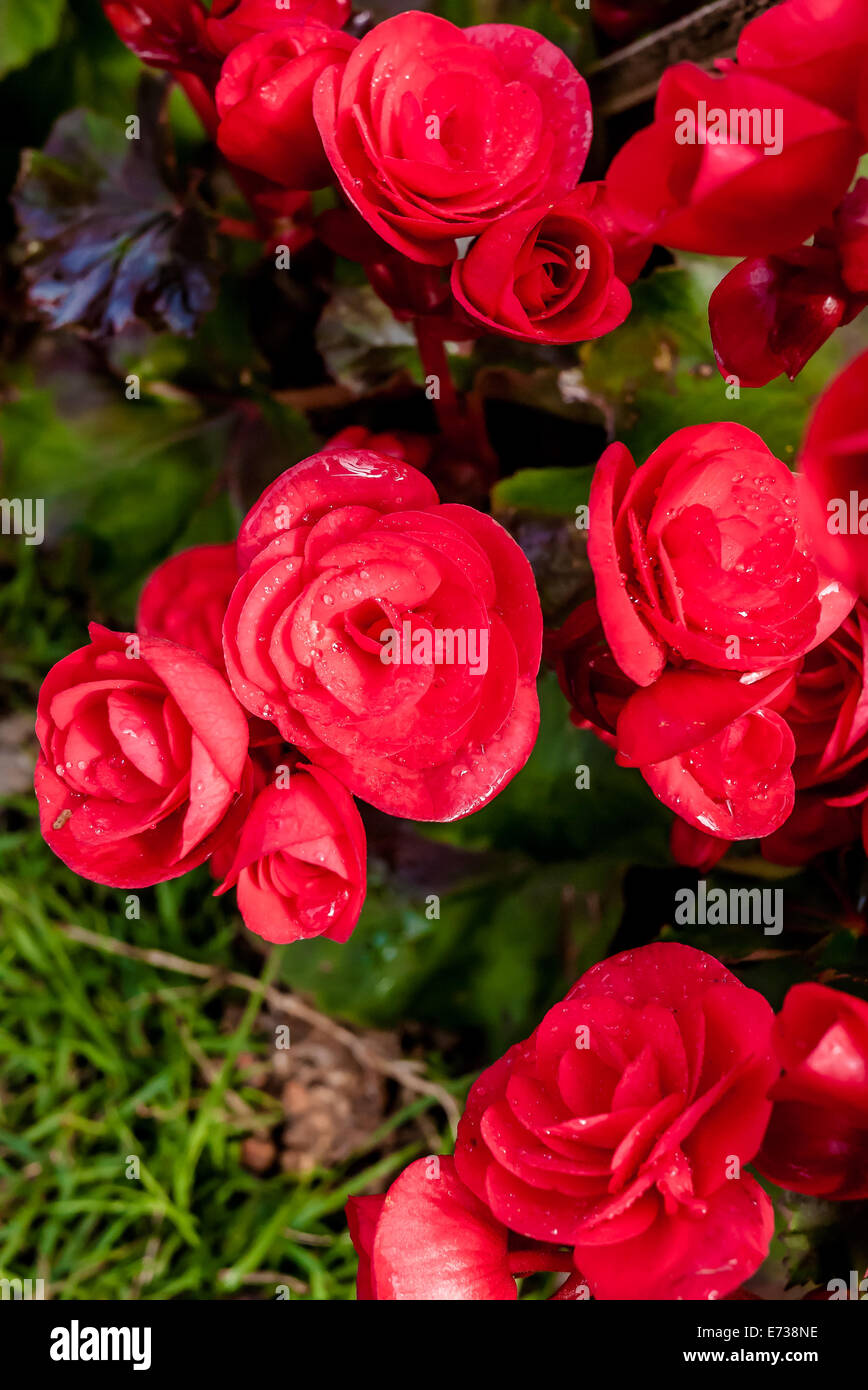 Beautiful background of flowers big begonias Stock Photo - Alamy