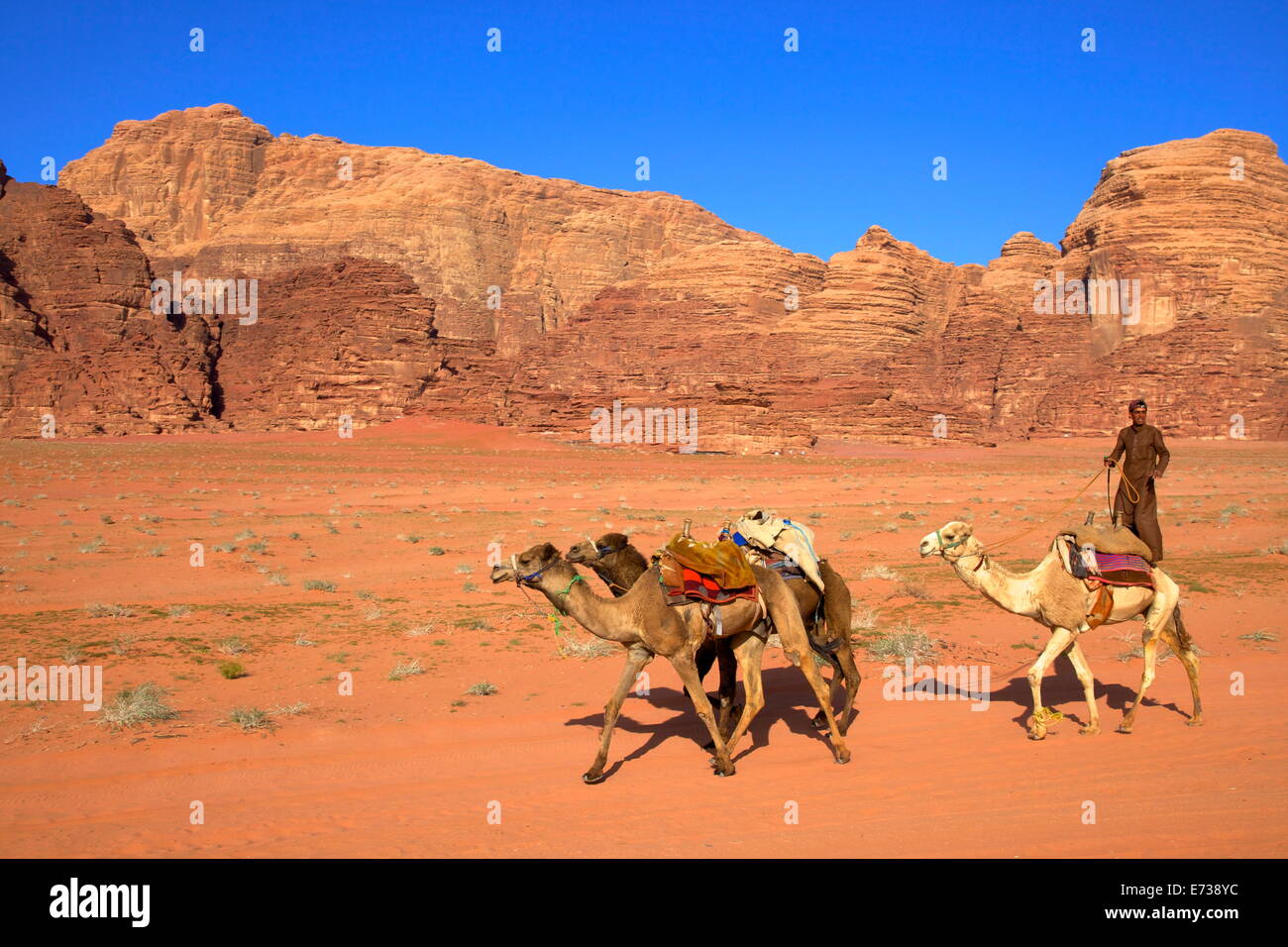 Bedouin and camels, Wadi Rum, Jordan, Middle East Stock Photo