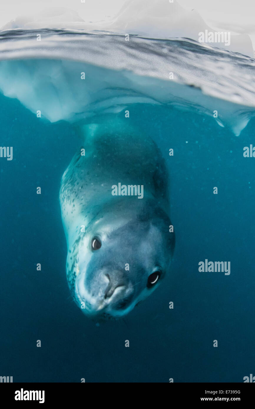 Adult leopard seal (Hydrurga leptonyx) inspecting the camera above and below water at Damoy Point, Antarctica, Polar Regions Stock Photo