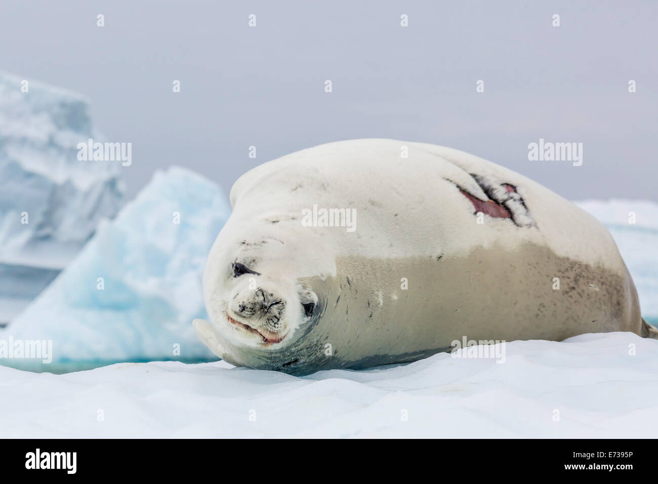 Adult crabeater seal with fresh wound hauled out on ice floe, Neko Harbor, Andvord Bay, Antarctica, Southern Ocean Stock Photo