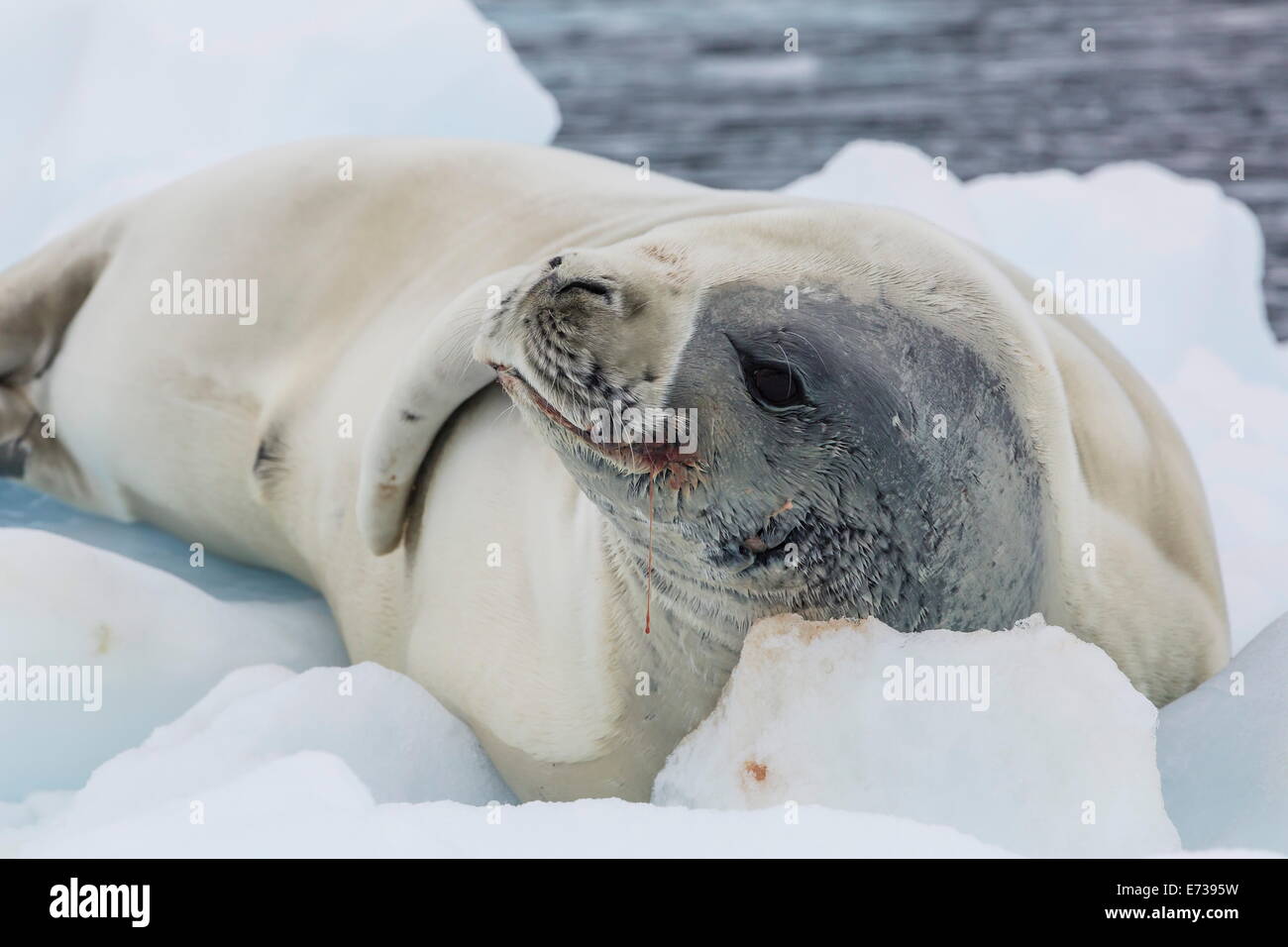 Adult crabeater seal (Lobodon carcinophaga) hauled out on ice floe, Neko Harbor, Andvord Bay, Antarctica, Southern Ocean Stock Photo