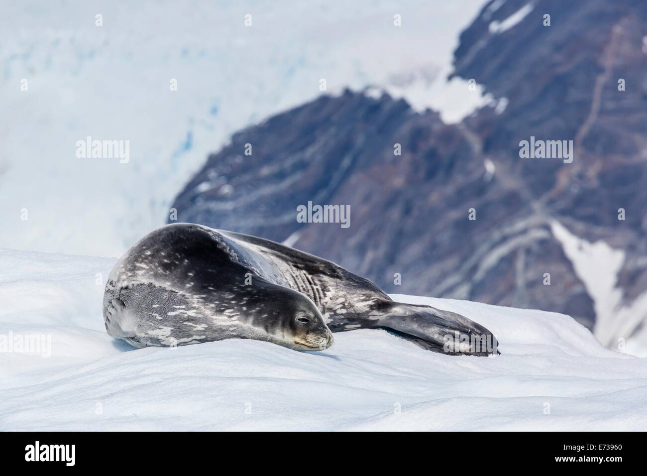 Adult Seal Resting On Ice Hi res Stock Photography And Images Alamy adult-seal-resting-on-ice-hi-res-stock-photography-and-images-alamy