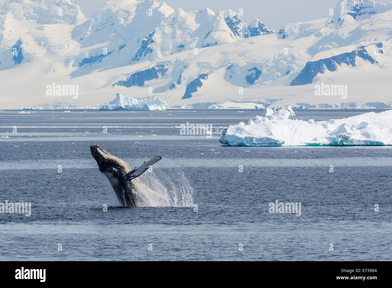 Adult humpback whale (Megaptera novaeangliae) breaching in the Gerlache Strait, Antarctica, Polar Regions Stock Photo