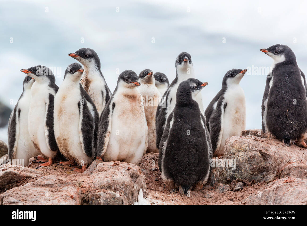 Gentoo penguin chicks (Pygoscelis papua), creching together, Mikkelsen Harbor, Trinity Island, Antarctica, Polar Regions Stock Photo