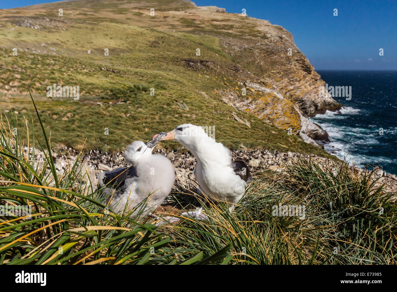 Black-browed albatross adult and chick on West Point Island, Falkland Islands, UK Overseas Protectorate Stock Photo