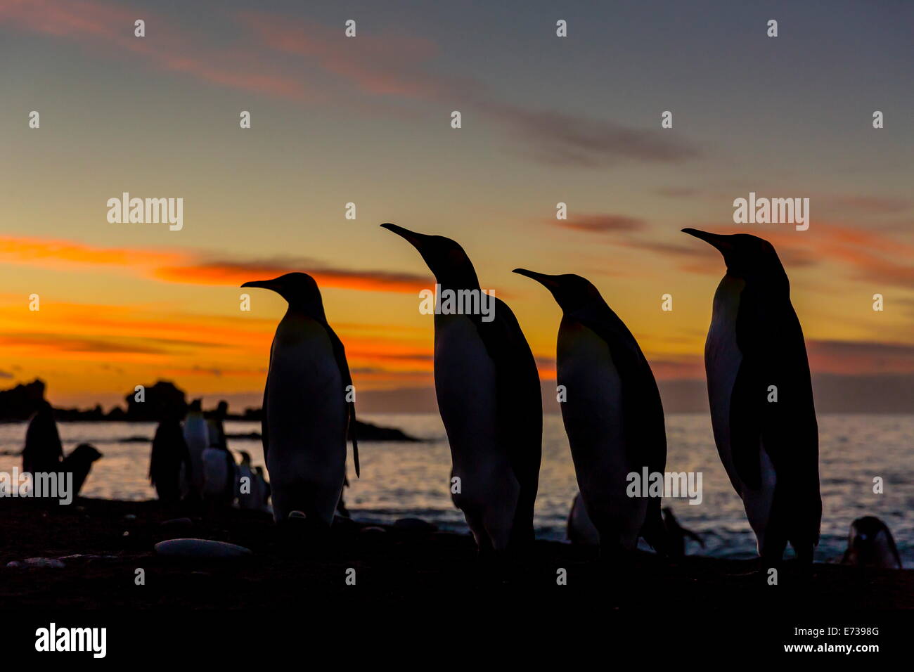 King penguin silhouetted at sunrise at breeding colony at Gold Harbor, South Georgia, UK Overseas Protectorate Stock Photo