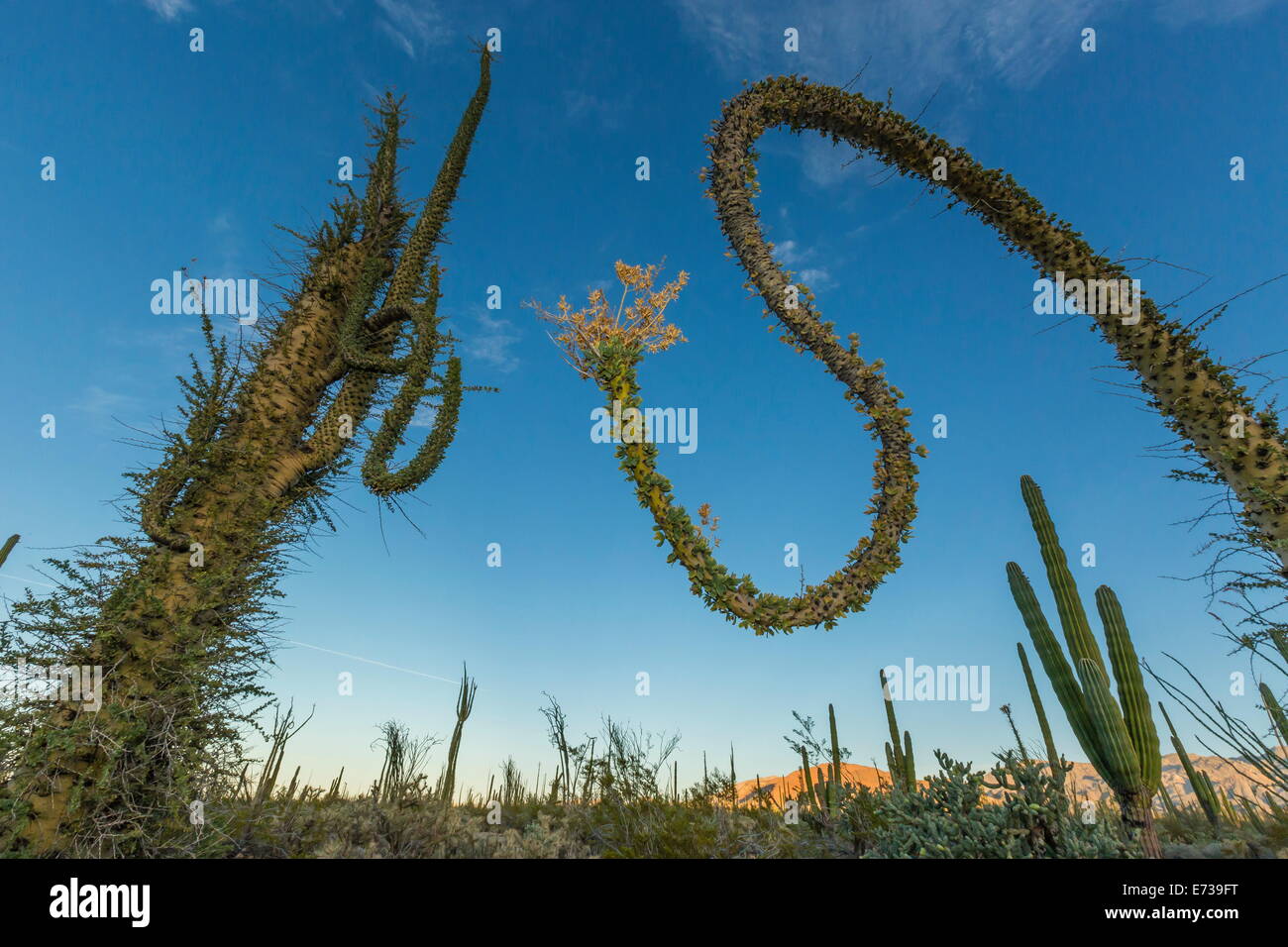 Huge Boojum Tree (Cirio) (Fouquieria columnaris) near Bahia de Los Angeles, Baja California Norte, Mexico,  North America Stock Photo