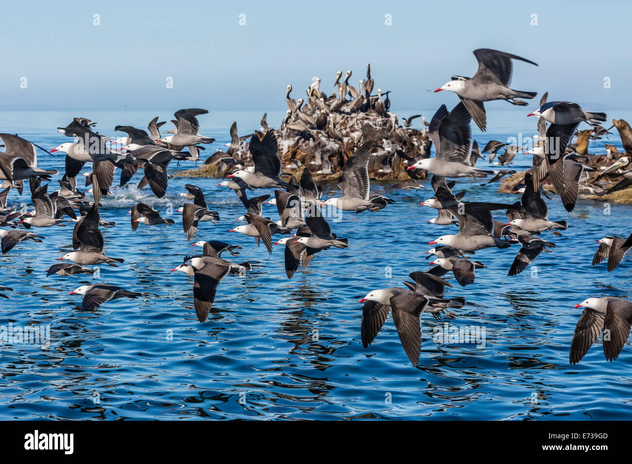Adult Heermann's gulls (Larus heermanni) taking flight on Isla Rasita, Baja California, Mexico, North America Stock Photo