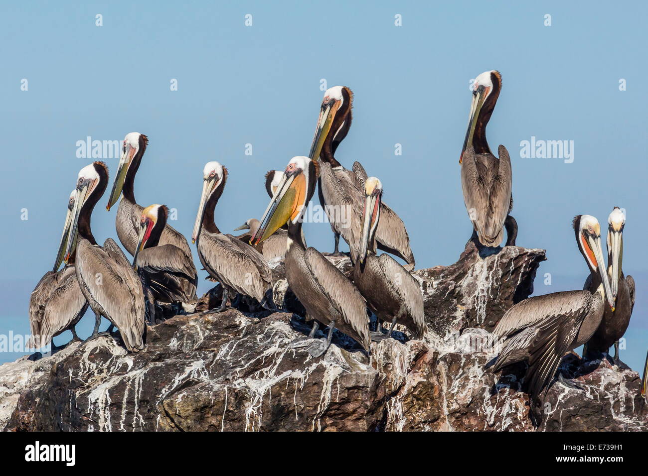 Brown pelicans (Pelecanus occidentalis) in breeding plumage at Isla Rasita, Baja California, Mexico, North America Stock Photo