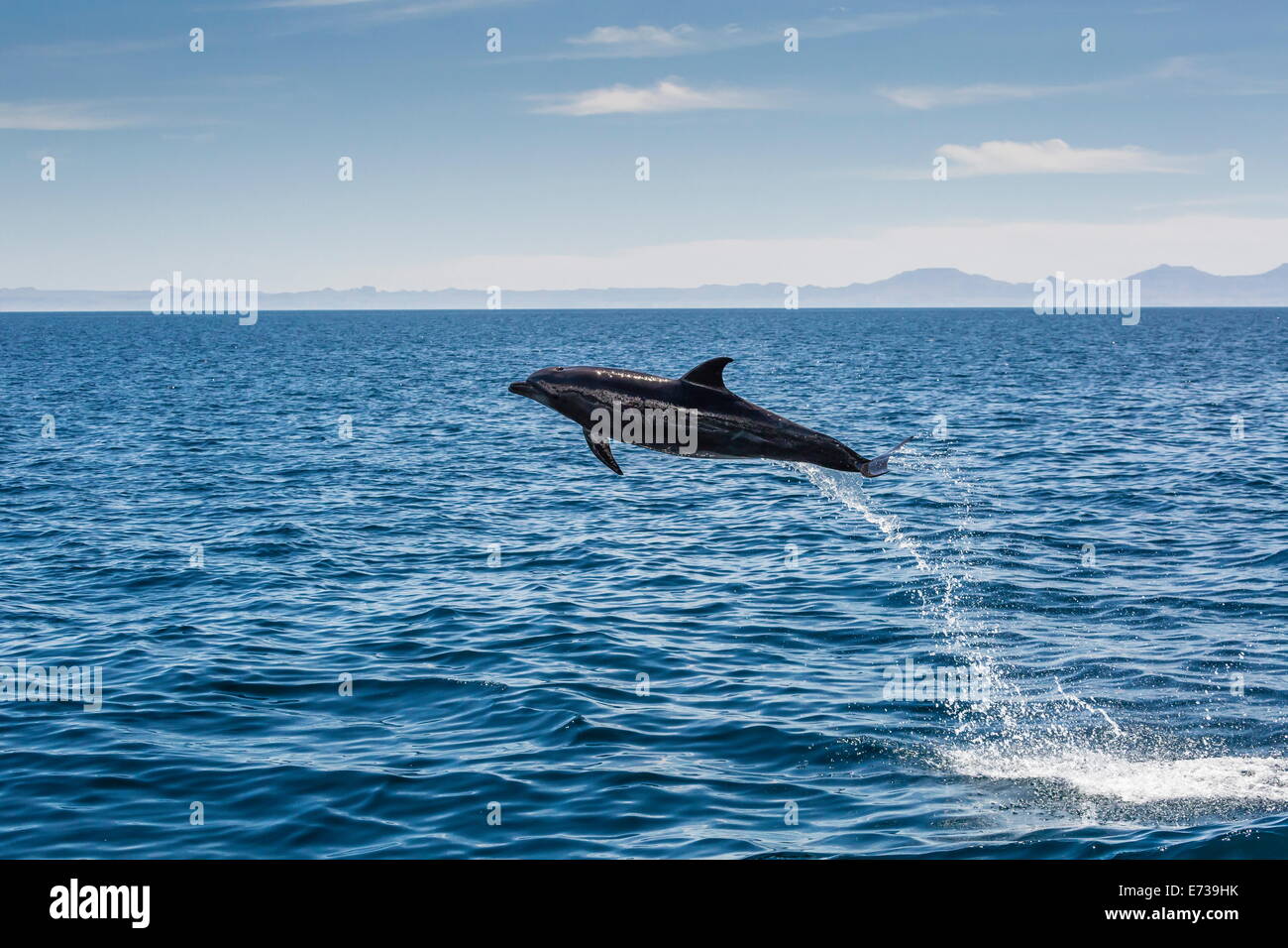 Adult bottlenose dolphin (Tursiops truncatus) leaping in the waters near Isla Danzante, Baja California Sur, Mexico Stock Photo