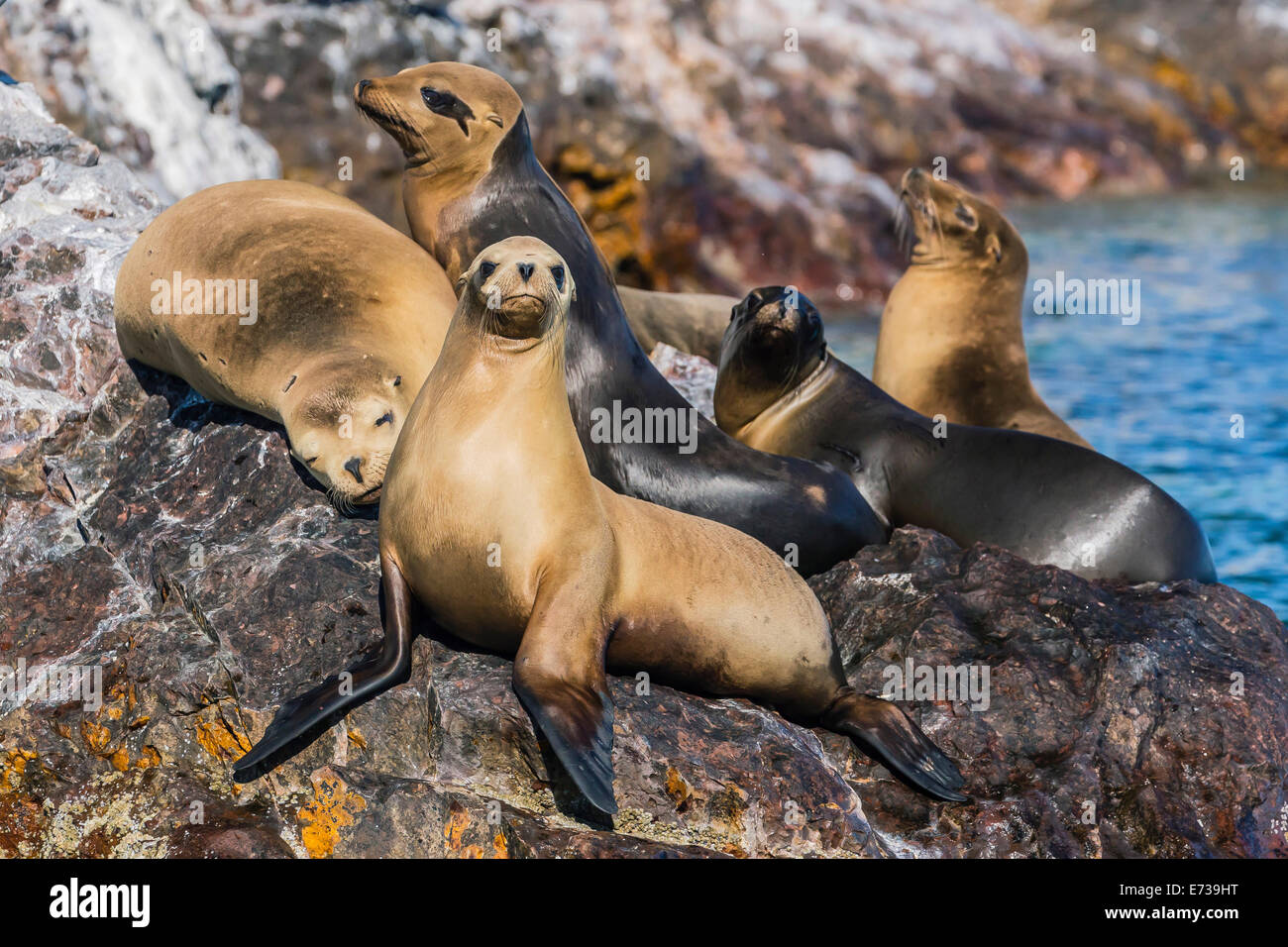 California sea lions (Zalophus californianus) hauled out on Isla Rasita, Baja California Norte, Mexico, North America Stock Photo