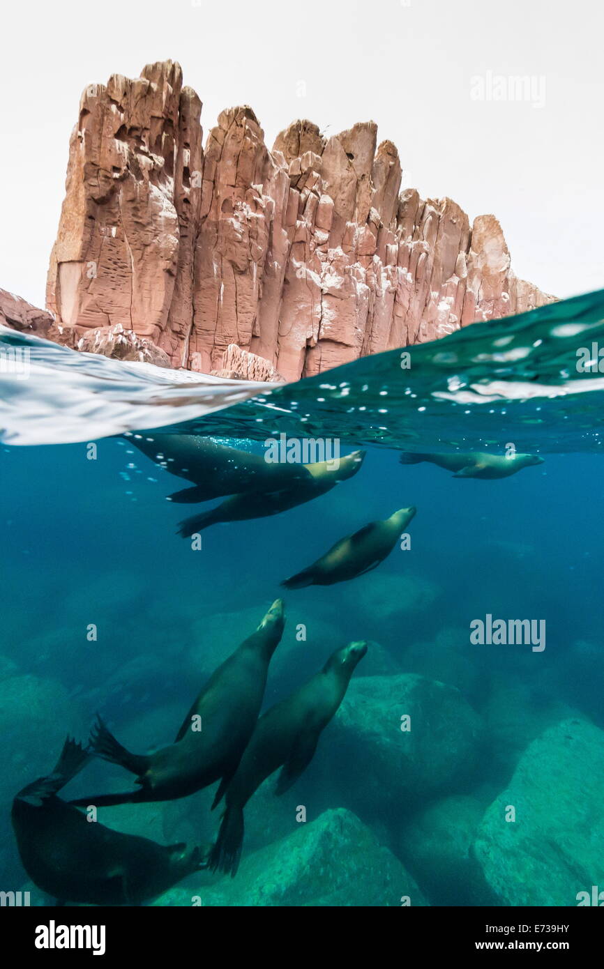 California sea lions (Zalophus californianus) underwater at Los Islotes, Baja California Sur, Mexico, North America Stock Photo