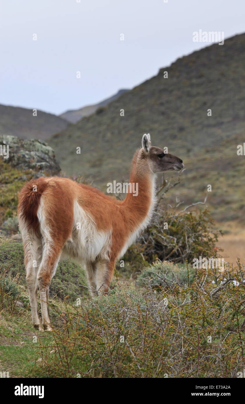 Alert guanaco (Lama guanicoe), Torres del Paine National Park, Patagonia, Chile, South America Stock Photo