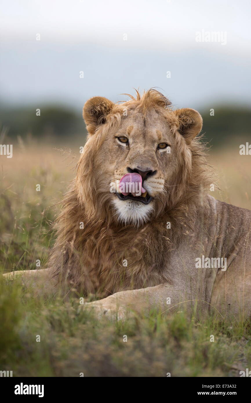Lion (Panthera leo), Mountain Zebra National Park, Eastern Cape, South Africa, Africa Stock Photo