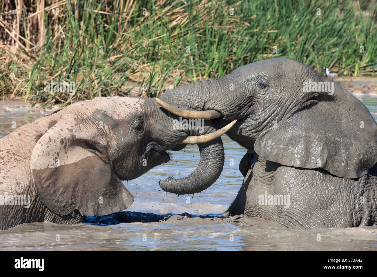 African elephants (Loxodonta africana) playing in Hapoor waterhole, Addo Elephant National Park, South Africa, Africa Stock Photo