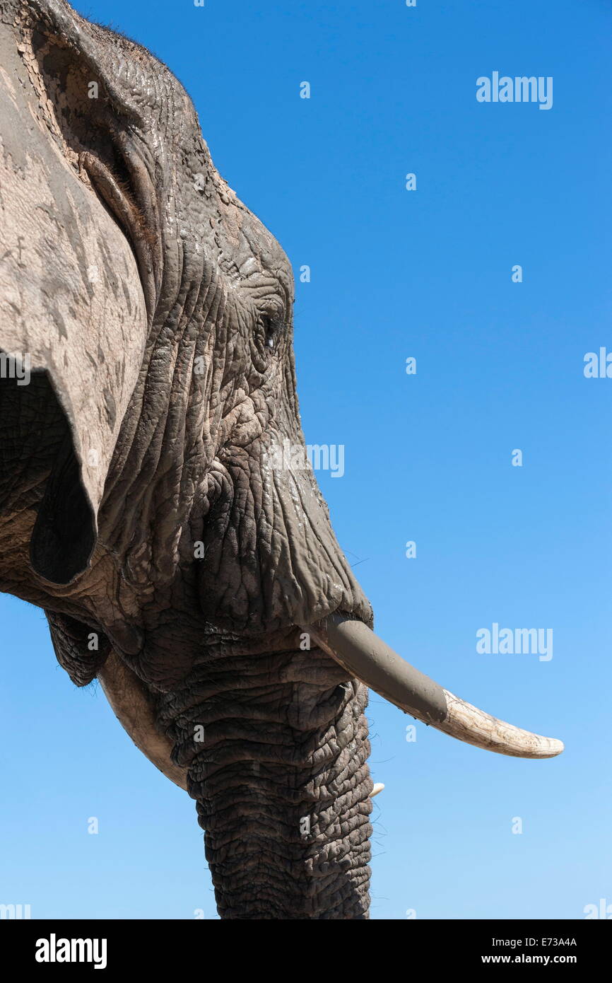 African elephant (Loxodonta africana), Addo Elephant National Park, South Africa, Africa Stock Photo