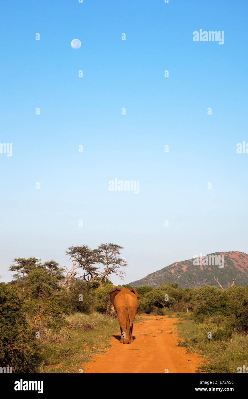 Bull elephant (Loxodonta africana) walking off, Madikwe Reserve, North West Province, South Africa, Africa Stock Photo