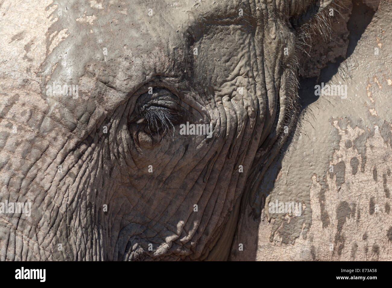African elephant head and skin detail (Loxodonta africana), Addo Elephant National Park, South Africa, Africa Stock Photo
