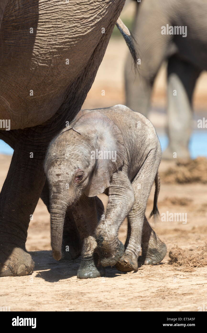 Elephants (Loxodonta africana) new-born, Addo Elephant National Park, South Africa, Africa Stock Photo