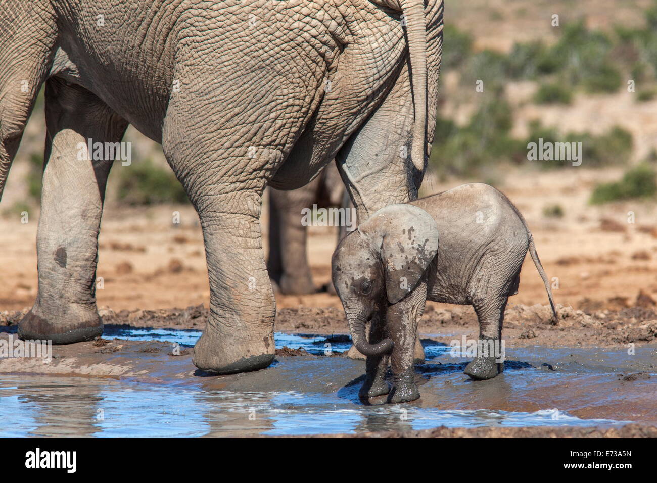 Elephant (Loxodonta africana) calf at water, Addo Elephant National Park, South Africa, Africa Stock Photo