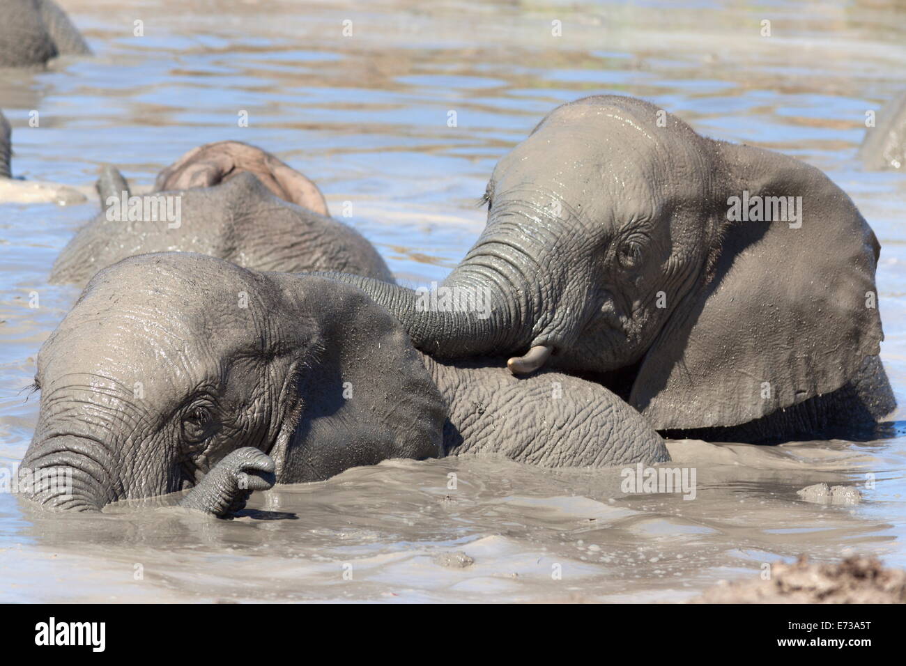 Elephants (Loxodonta africana) playing in water, Addo Elephant National Park, South Africa, Africa Stock Photo