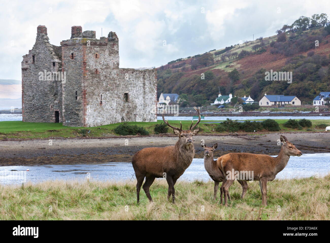 Red deer, Lochranza, Isle of Arran, Scotland, United Kingdom, Europe Stock Photo