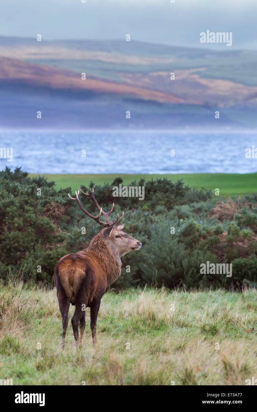 Red deer stag (Cervus elaphus), Isle of Arran, Scotland, United Kingdom, Europe Stock Photo