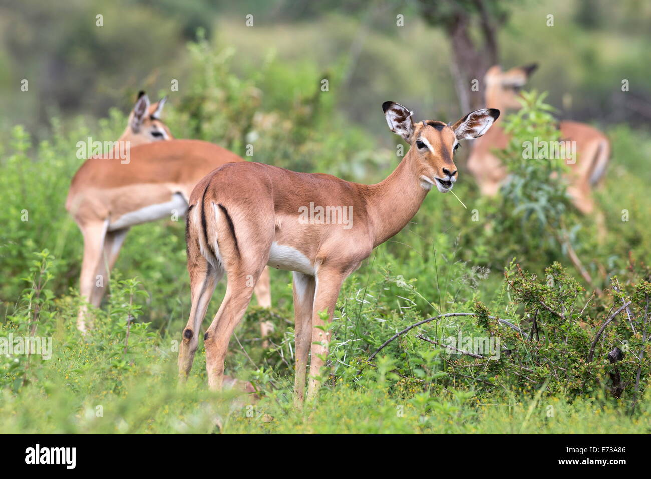 Impala (Aepyceros melampus) herd with young male feeding, Pilanesberg Game Reserve, North West province, South Africa, Africa Stock Photo